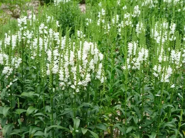 Verbena hastata 'Alba'