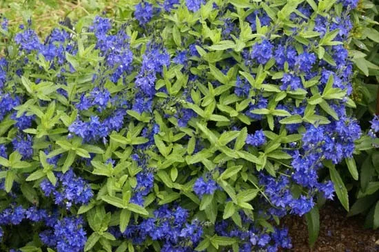Veronica austriaca 'Knallblau'