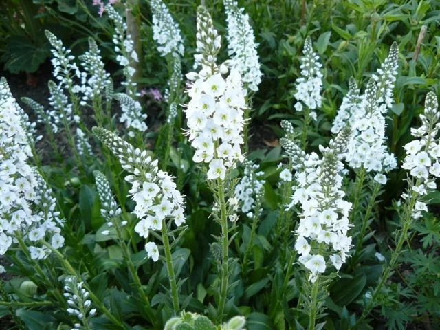 Veronica gentianoides