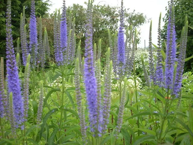 Veronica longifolia 'Blauriesin'