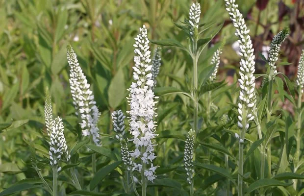Veronica longifolia 'Schneeriesin'