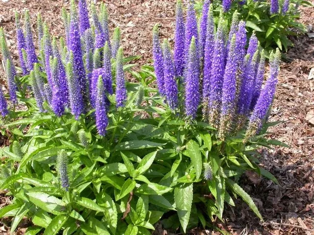 Veronica spicata 'Blaufuchs'