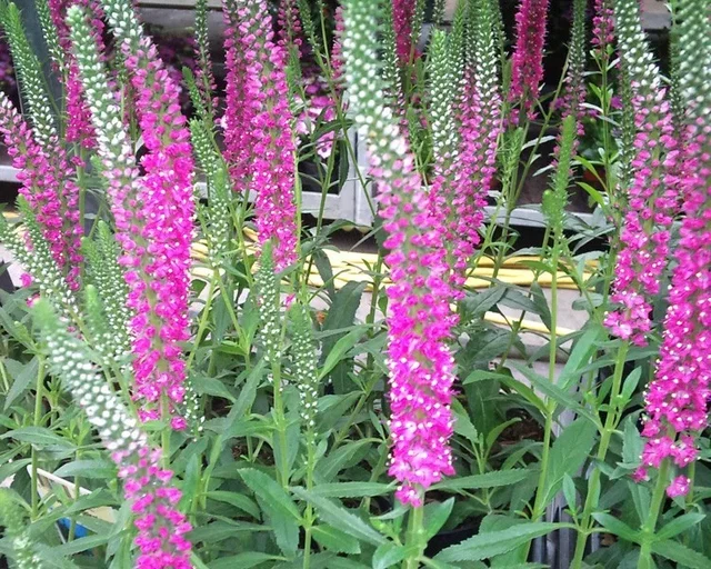 Veronica spicata 'Heidekind'