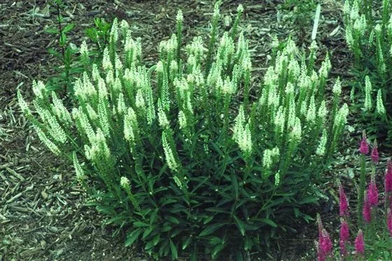 Veronica spicata 'Icicle'