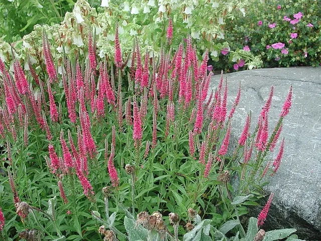 Veronica spicata 'Rotfuchs'