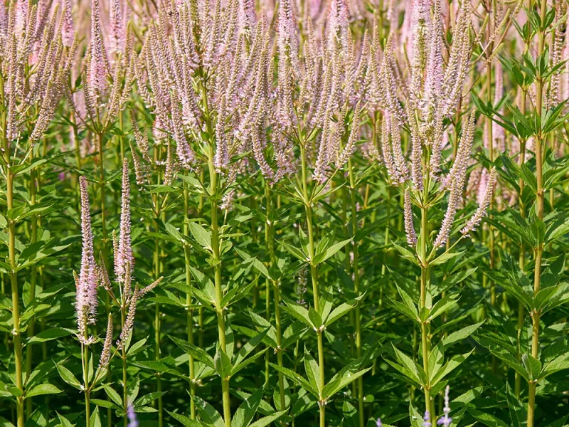 Veronicastrum virginicum 'Roseum'