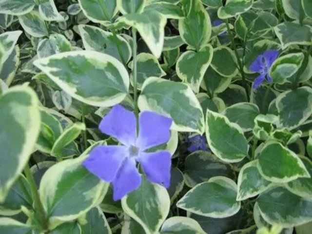 Vinca major 'Variegata'