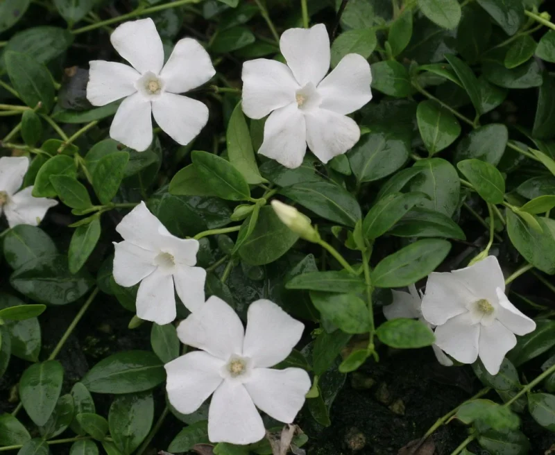 Vinca minor 'Alba'