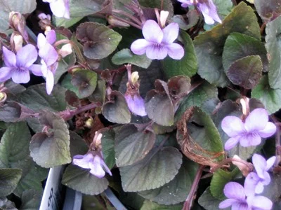 Viola labradorica