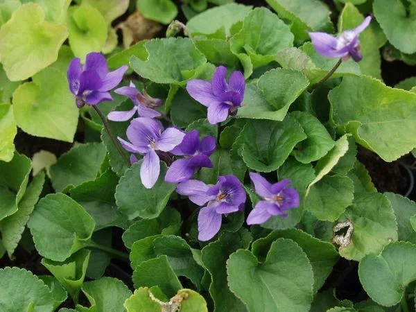 Viola odorata 'Königin Charlotte'