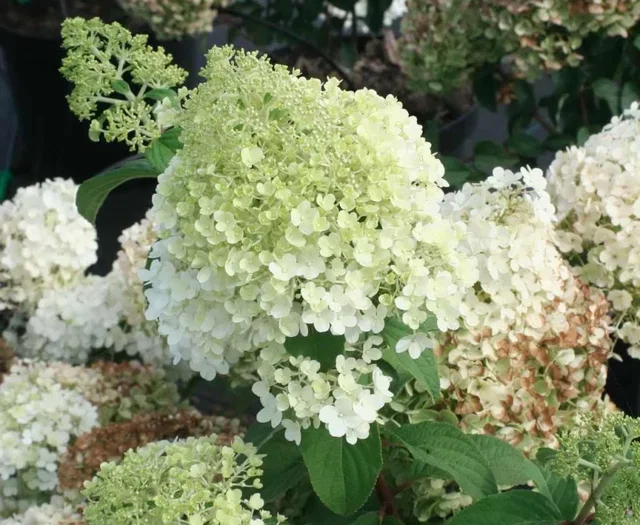 Hydrangea paniculata 'Bobo'