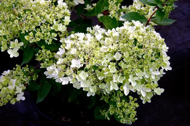 Hydrangea paniculata 'Bombshell'