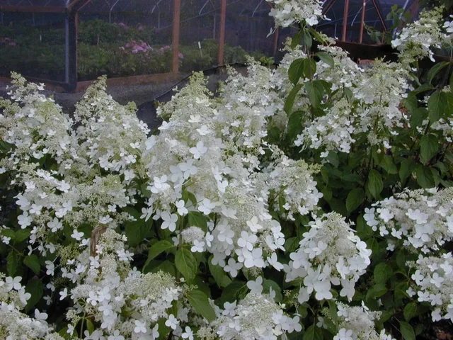Hydrangea paniculata 'Brussels Lace'