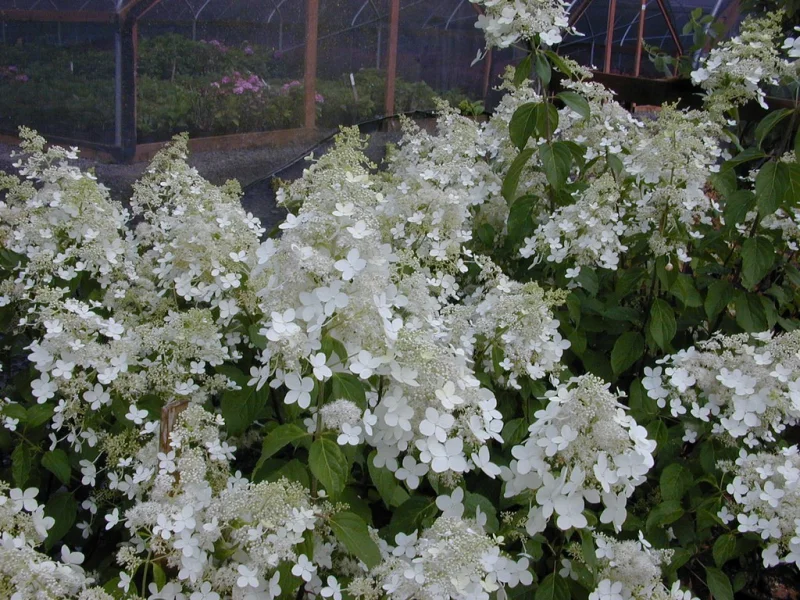 Hydrangea paniculata 'Brussels Lace'