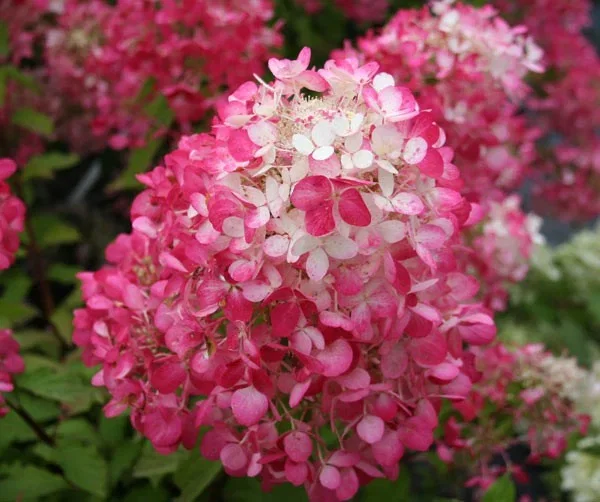 Hydrangea paniculata 'Diamond Rouge'