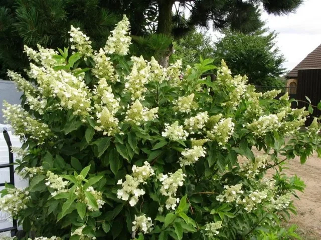 Hydrangea paniculata 'Kyushu'