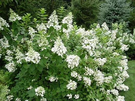 Hydrangea paniculata 'Tardiva'