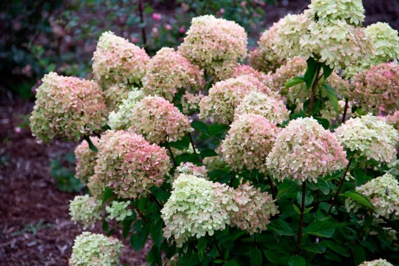 Hydrangea paniculata 'Little Lime'