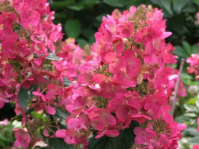 Hydrangea paniculata 'Mega Mindy'