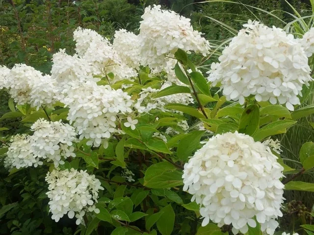 Hydrangea paniculata 'Phantom'