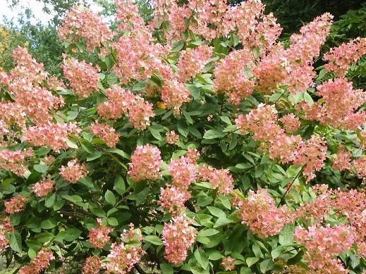 Hydrangea paniculata 'Pink Diamond'