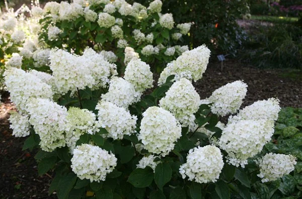 Hydrangea paniculata 'Silver Dollar'