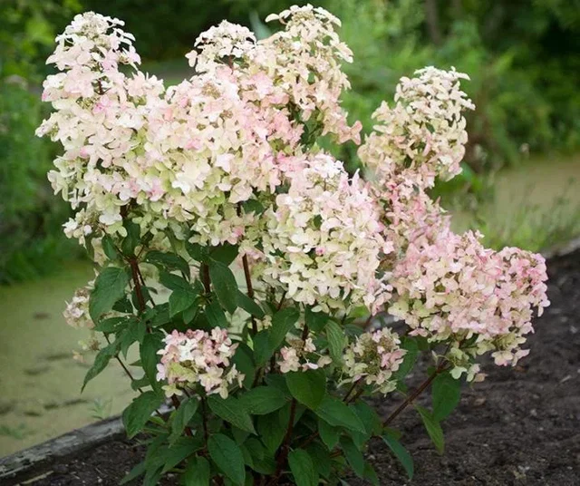 Hydrangea paniculata 'Wim´s Red'