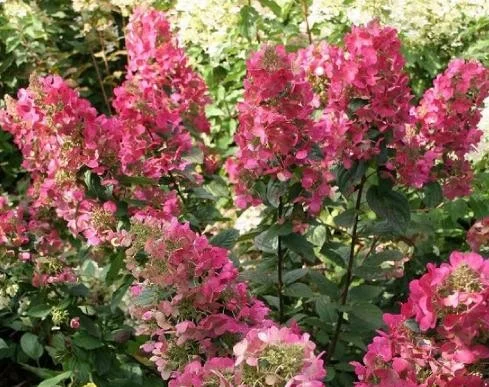 Hydrangea paniculata ‘Magical Fire’
