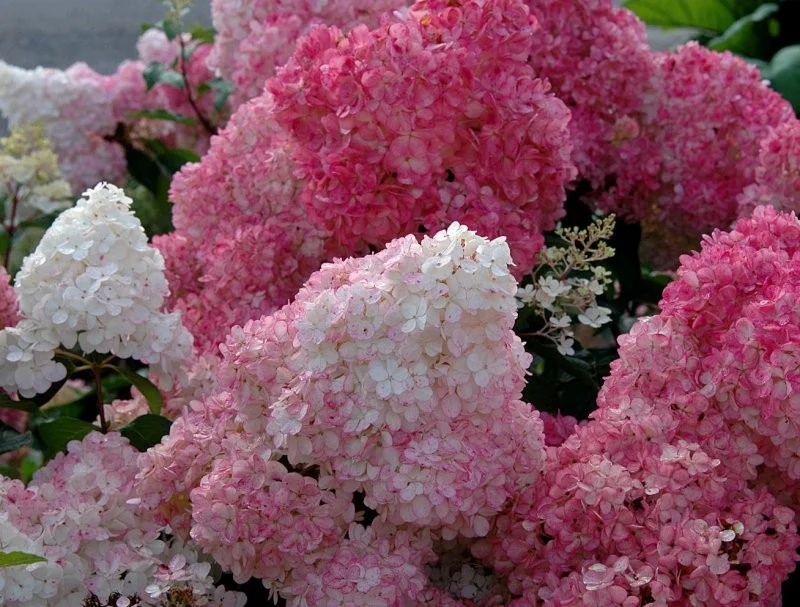 Hydrangea paniculata 'Sundae Fraise'