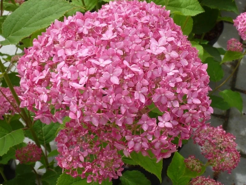 Hydrangea arborescens 'Pink Annabelle'