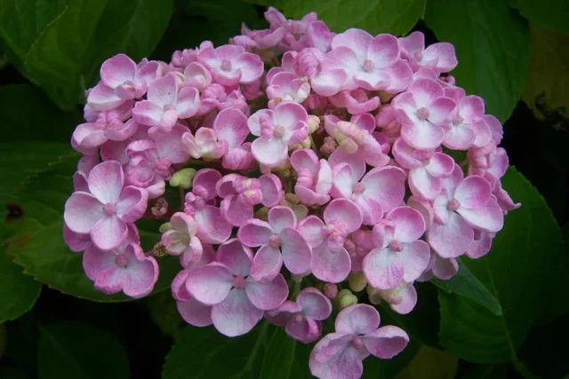 Hydrangea macrophylla 'Ayesha' Hydrangea macrophylla 'Ayesha'