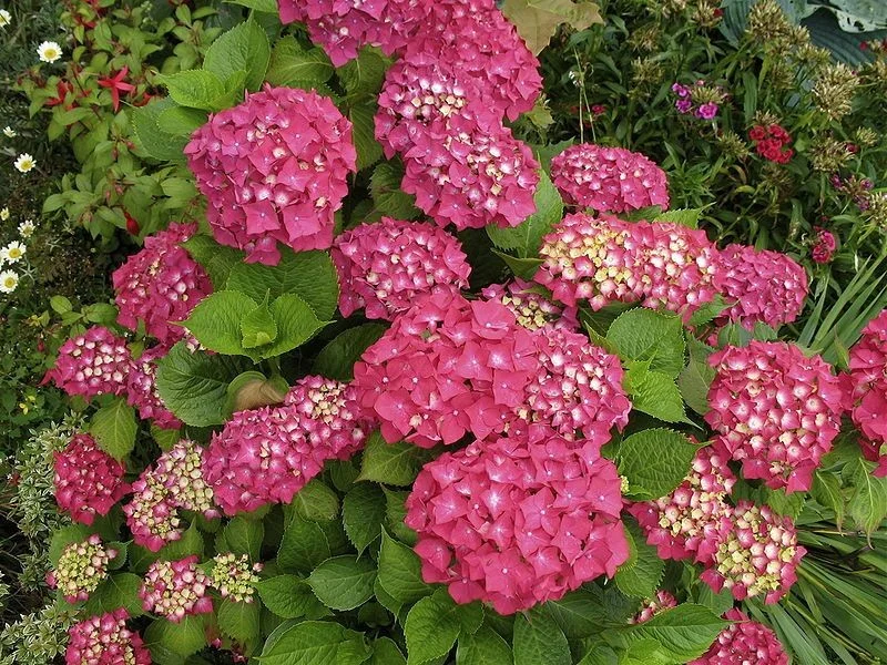 Hydrangea macrophylla 'Rotkehlchen'