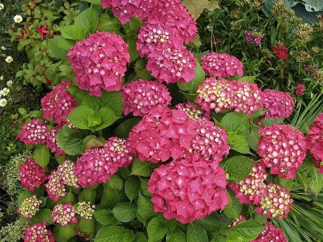 Hydrangea macrophylla 'Rotkehlchen' Hydrangea macrophylla 'Rotkehlchen'