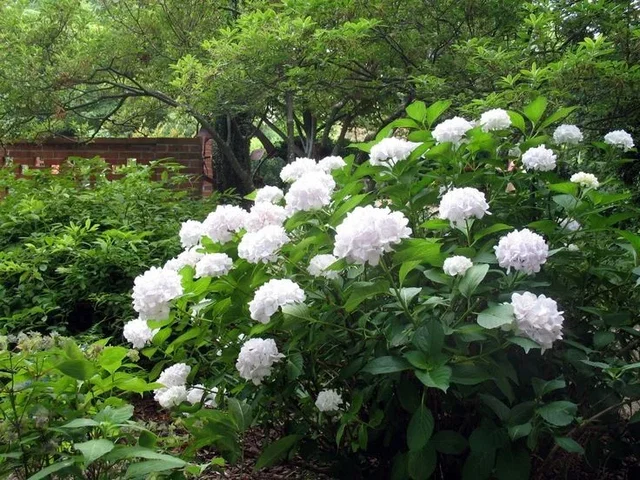 Hydrangea macrophylla 'Soeur Thérèse' Hydrangea macrophylla 'Soeur Thérèse'