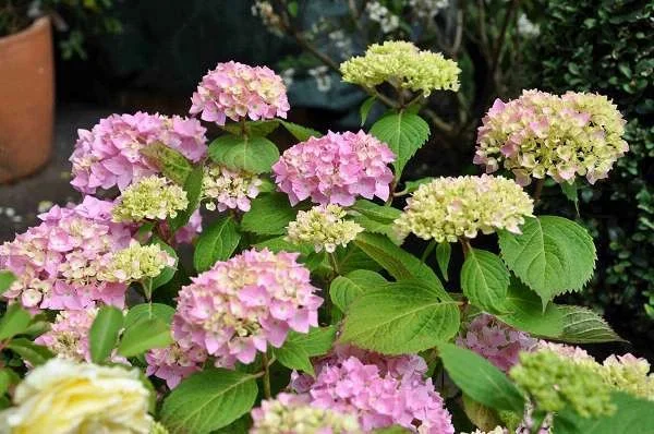 Hydrangea macrophylla ‘Bouquet Rosé’