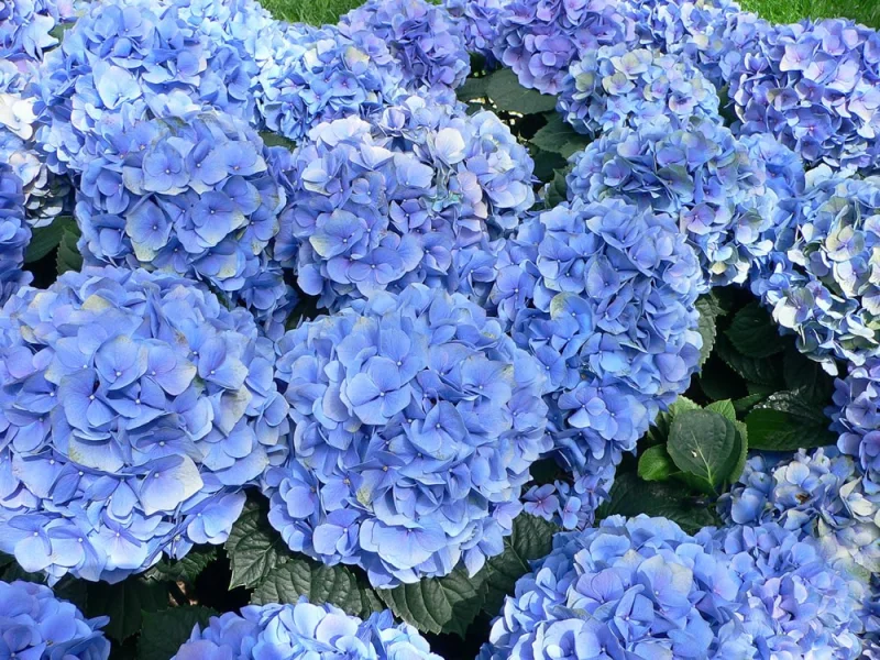 Hydrangea macrophylla ‘Nikko Blue’