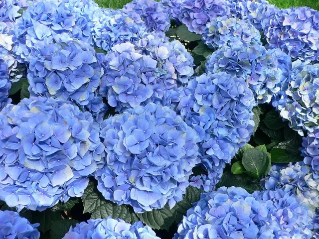 Hydrangea macrophylla Nikko Blue (Bauernhortensie)