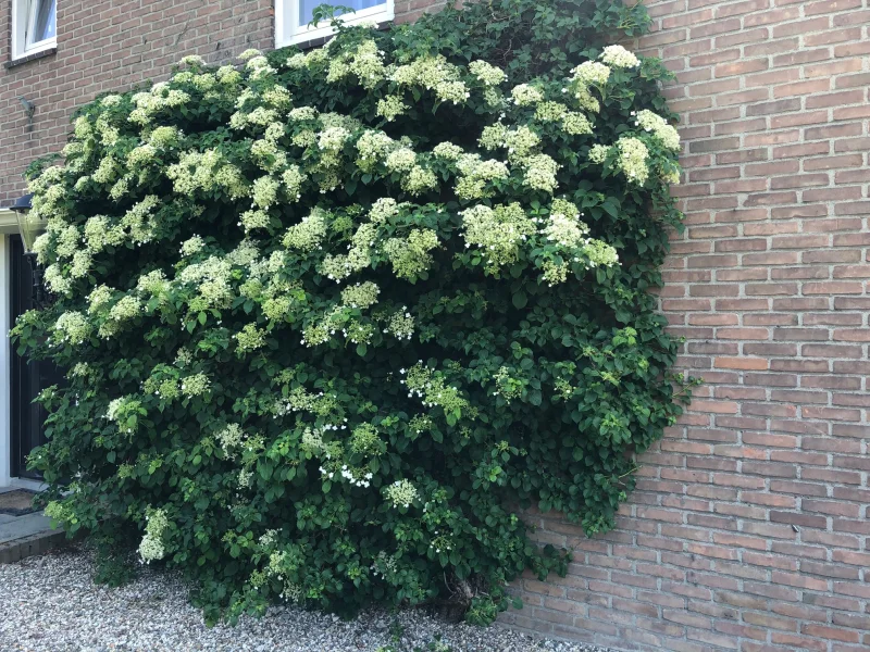 Hydrangea Anomala Petiolaris (Klimhortensia)