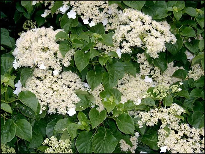 Hydrangea Anomala Petiolaris (Klimhortensia)