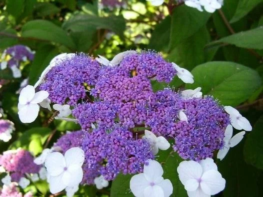 Hydrangea aspera 'Macrophylla'