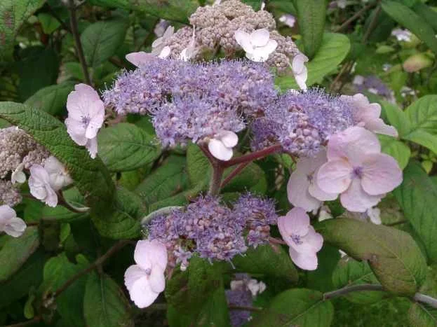 Hydrangea aspera 'Mauvette'