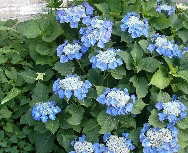 Hydrangea macrophylla 'Teller Blue'
