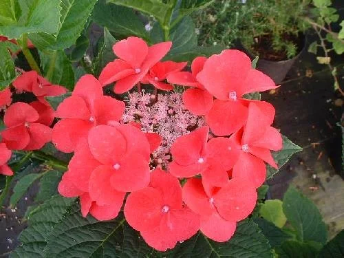 Hydrangea macrophylla 'Teller Red'