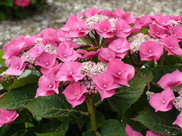 Hydrangea macrophylla 'Teller Pink'