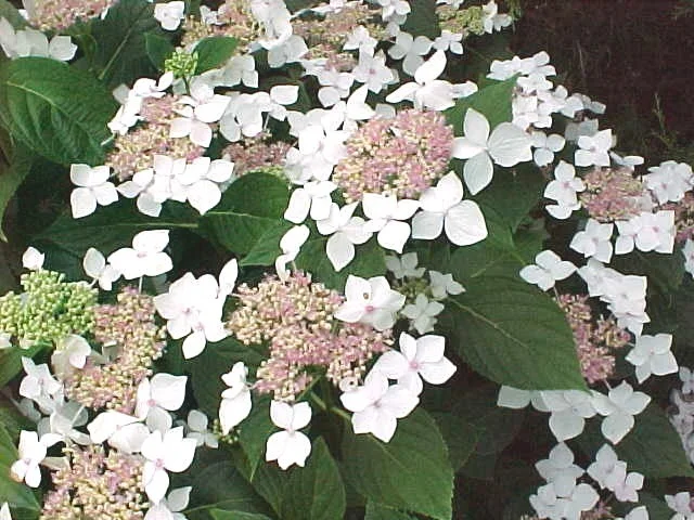 Hydrangea macrophylla 'Teller White'