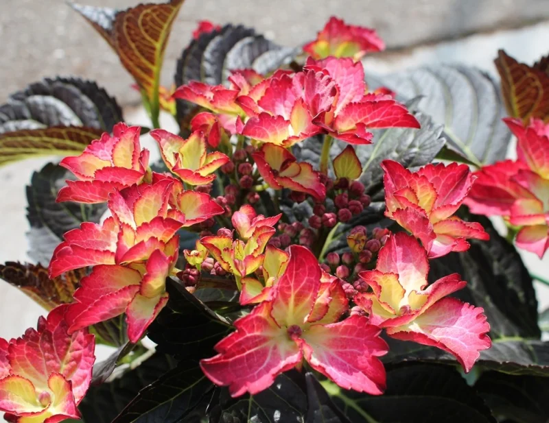 Hydrangea macrophylla Dark Angel