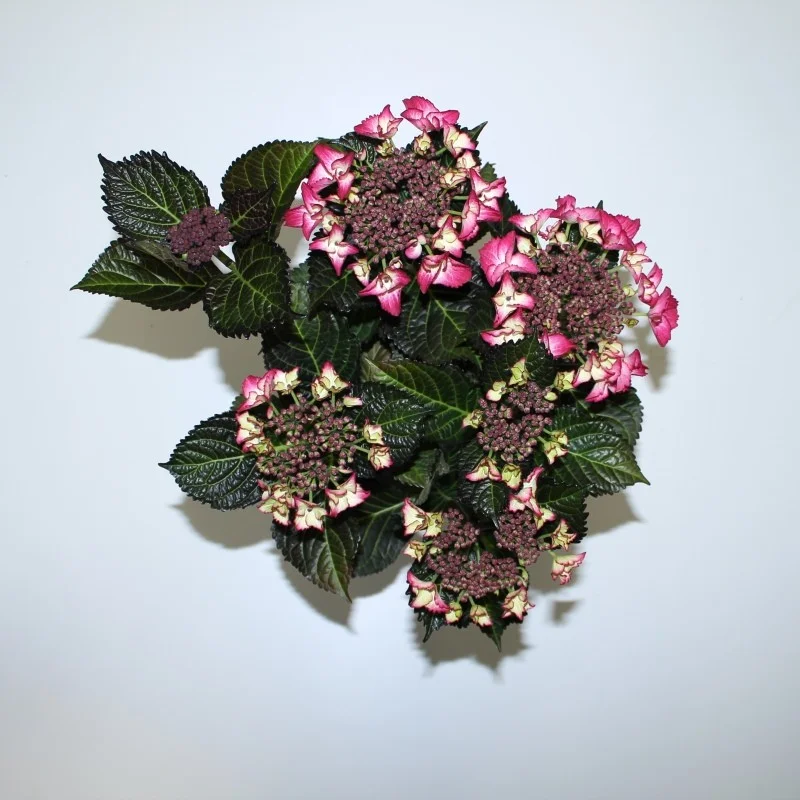 Hydrangea macrophylla Dark Angel-2
