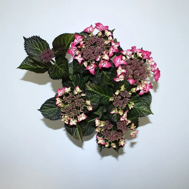 Hydrangea macrophylla Dark Angel