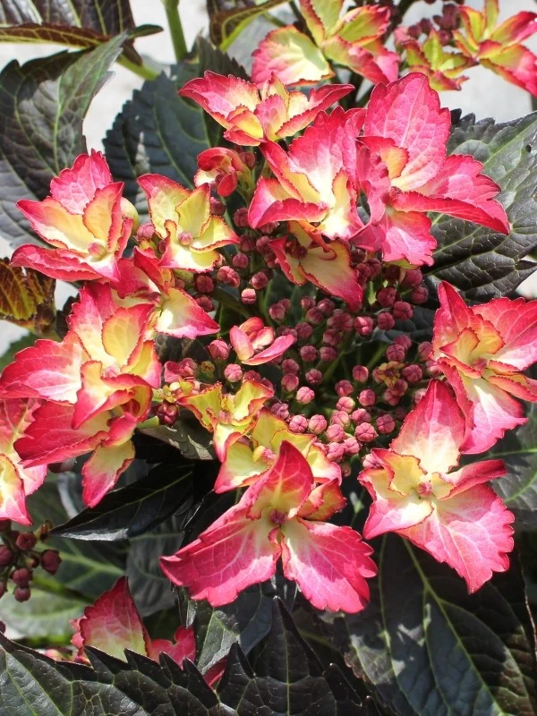 Hydrangea macrophylla Dark Angel-3