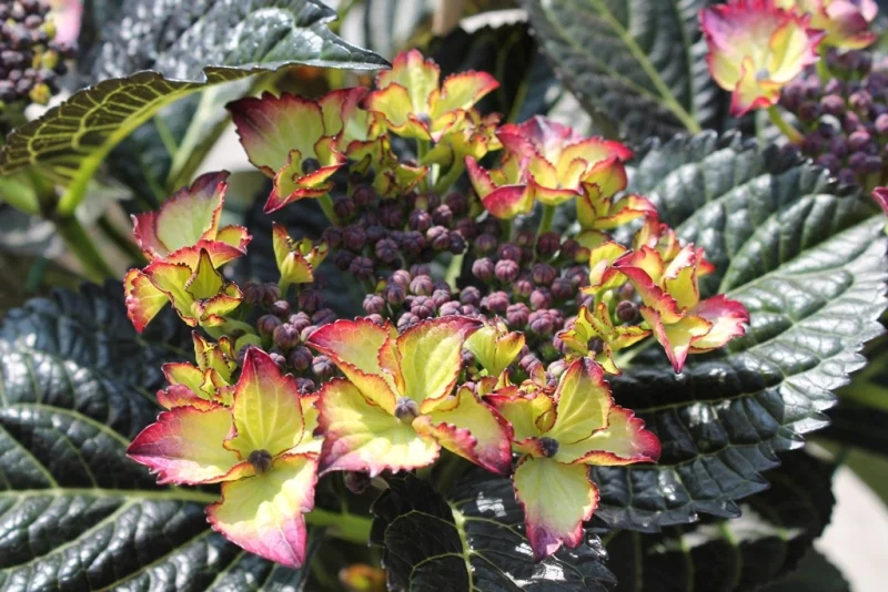 Hydrangea macrophylla Dark Angel Purple